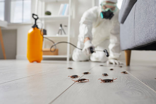 Commercial Rodent Management in Robinson